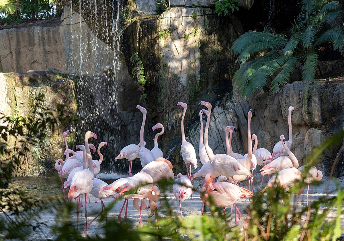Una playa de flamencos en Bioparc Valencia