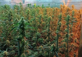 Desmantelada en Iriépal una plantación indoor de marihuana que albergaba 716 plantas