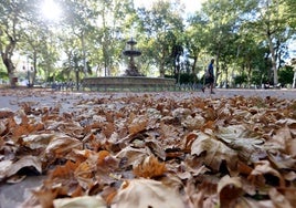 El Ayuntamiento de Córdoba plantará 1.823 árboles hasta marzo, un 30% más de los previstos