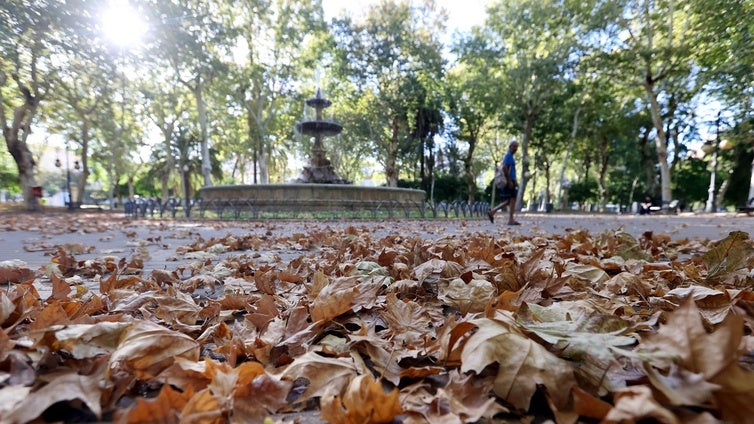 El Ayuntamiento de Córdoba plantará 1.823 árboles hasta marzo, un 30% más de los previstos