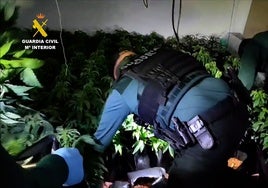 Investigan a 40 traficantes de marihuana que dejaban sin luz a un barrio con riesgo de electrocución para los vecinos