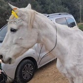 Condenan a dos ganaderos de La Coruña por dejar morir a más de 30 caballos
