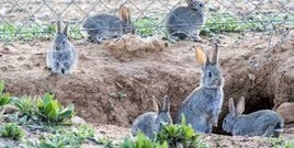 Asaja pide la declaración de emergencia cinegética temporal por daños de conejos en Castilla-La Mancha