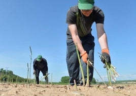 Empleo en Córdoba: una empresa busca 54 peones agrícolas para trabajar en Almodóvar del Río