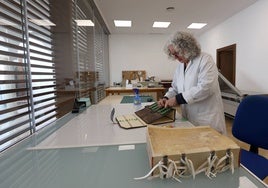 La reapertura del Archivo Municipal de Córdoba, en imágenes