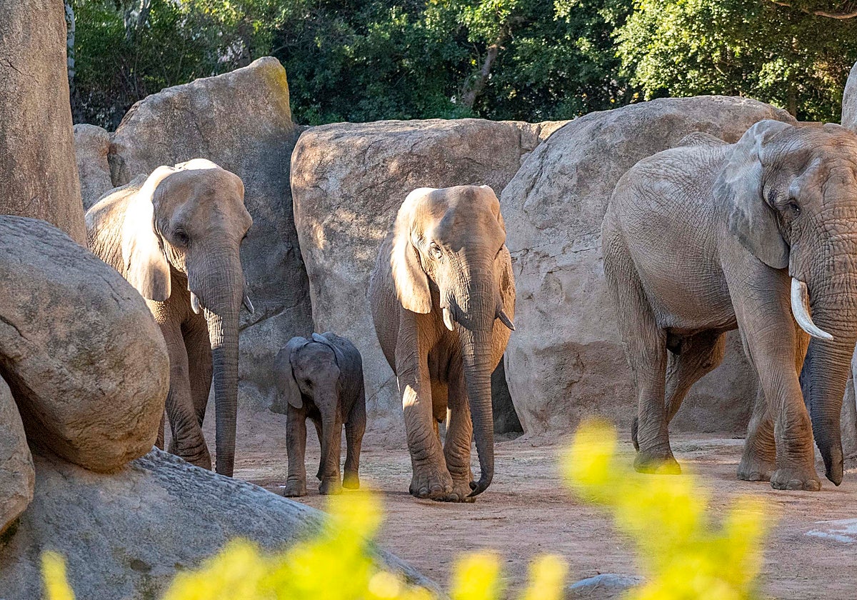 Imagen de una manada de elefantes de Bioparc Valencia
