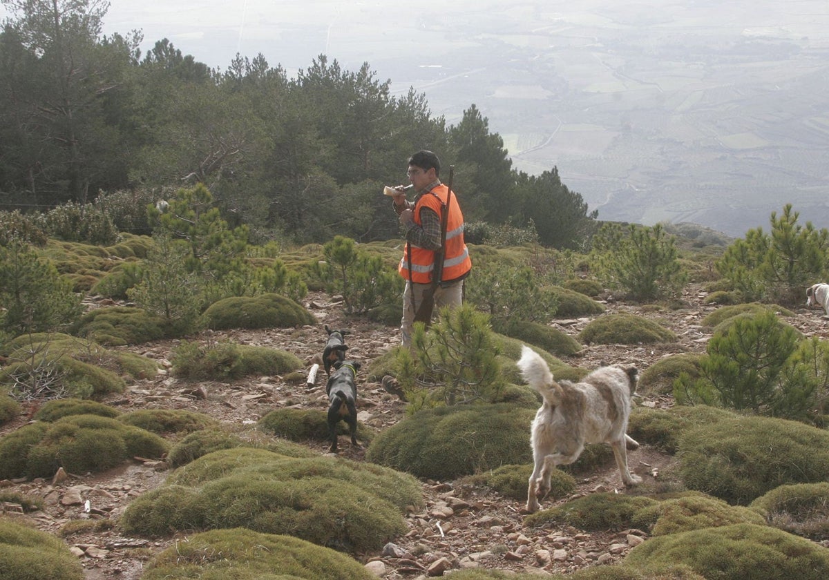 Un hombre reclama a perros durante una cacería