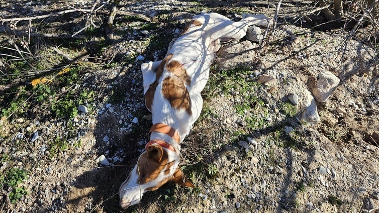 Un guardia de caza de Granada mata a un perro, le quita el GPS, lo tira a una balsa y hace creer a su dueño que se ahogó