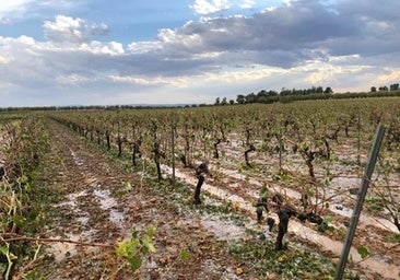 Las indemnizaciones del seguro agrario para los agricultores y ganaderos ascienden a 84,8 millones de euros en 2024