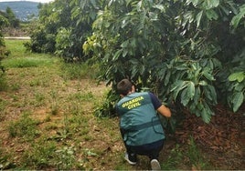 Roban más de una tonelada de aguacates en Cádiz