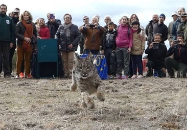 El lince ibérico se extiende por Castilla-La Mancha con la suelta de dos ejemplares por primera vez en Cuenca