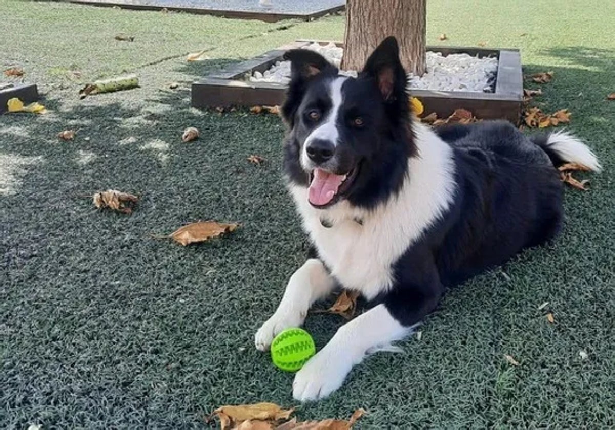 Lucky, el perro robado en Navata el pasado noviembre