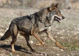 Las comunidades del PP iniciarán el procedimiento para obligar al Gobierno a rebajar la protección del lobo