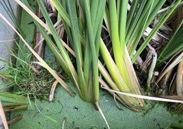 Plantas y microorganismos para eliminar analgésicos, antidepresivos y antihistamínicos de los ríos madrileños