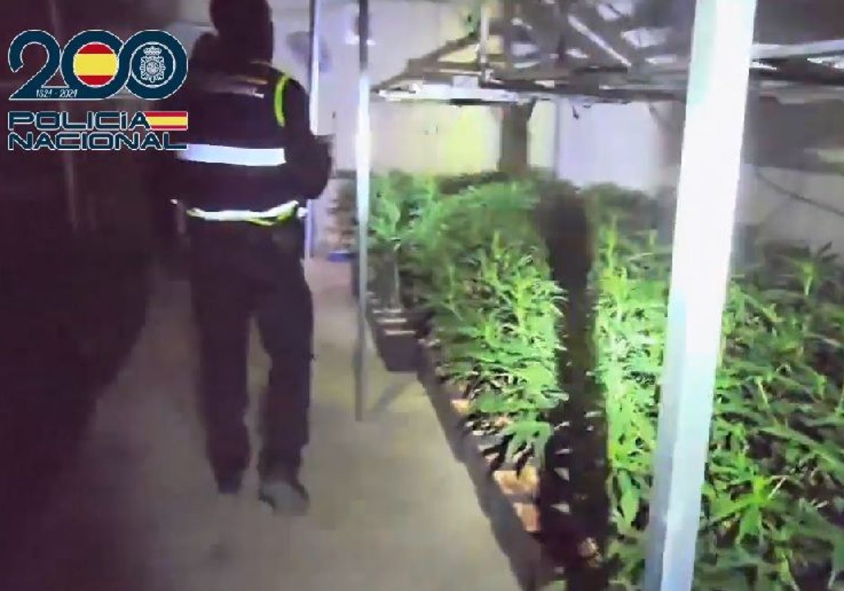 Plantas de marihuana en una nave de un pueblo de Toledo