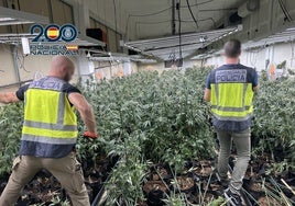 Desarticulan una banda holandesa con más de 1.800 plantas de marihuana a punto de podar en Alicante