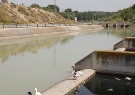 Córdoba se mantiene a la cola en superficie agrícola de regadío en Andalucía