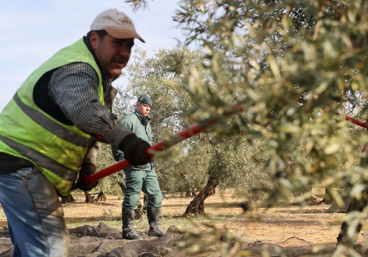 Trabajo en un olivar de Córdoba