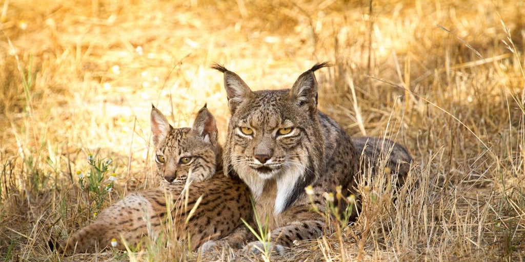 Así ha sido la puesta en libertad de dos linces andaluces en Castilla y León