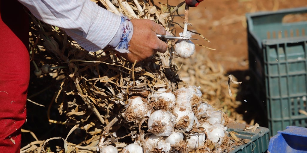 Los ajeros cordobeses cultivan fuera de la provincia 2.000 hectáreas y solo 400 en Córdoba por la falta de agua de riego