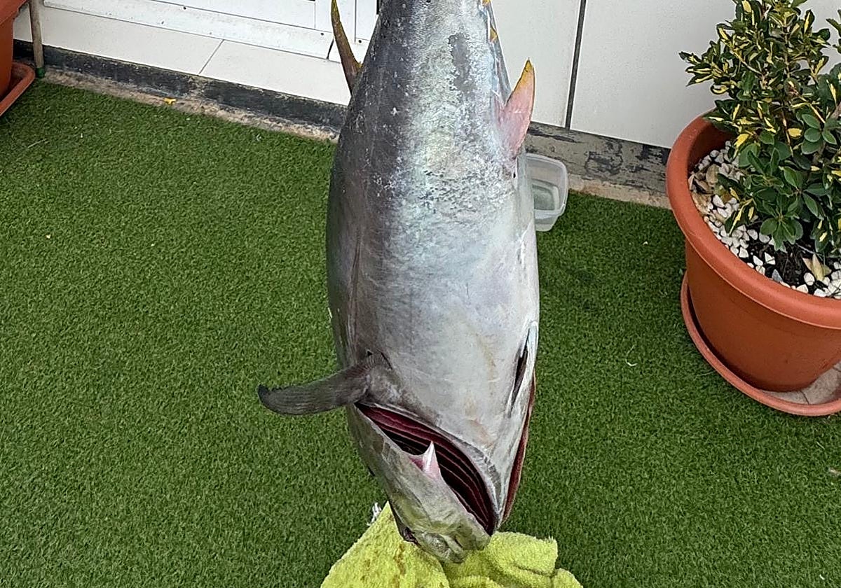 El atún rojo descubierto por la Guardia Civil en una inspección a barcos en Castellón