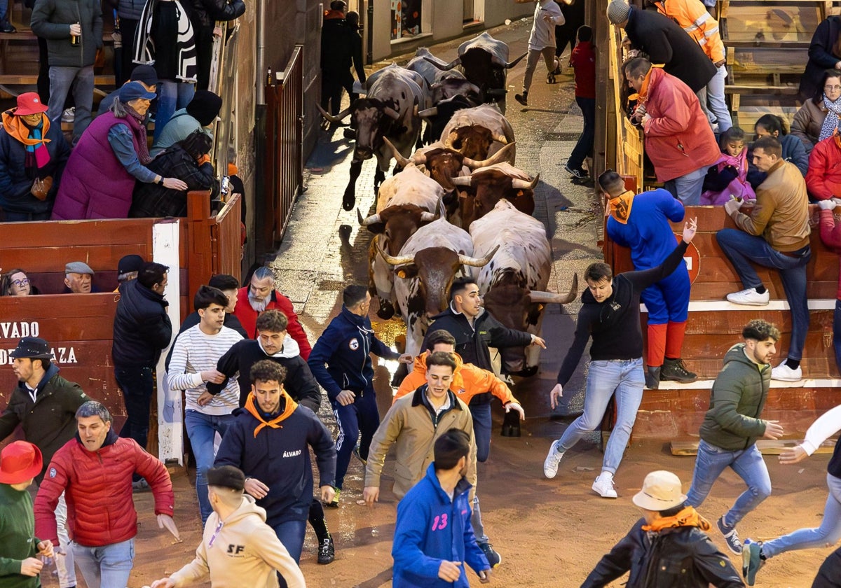 Tradicional encierro de mansos