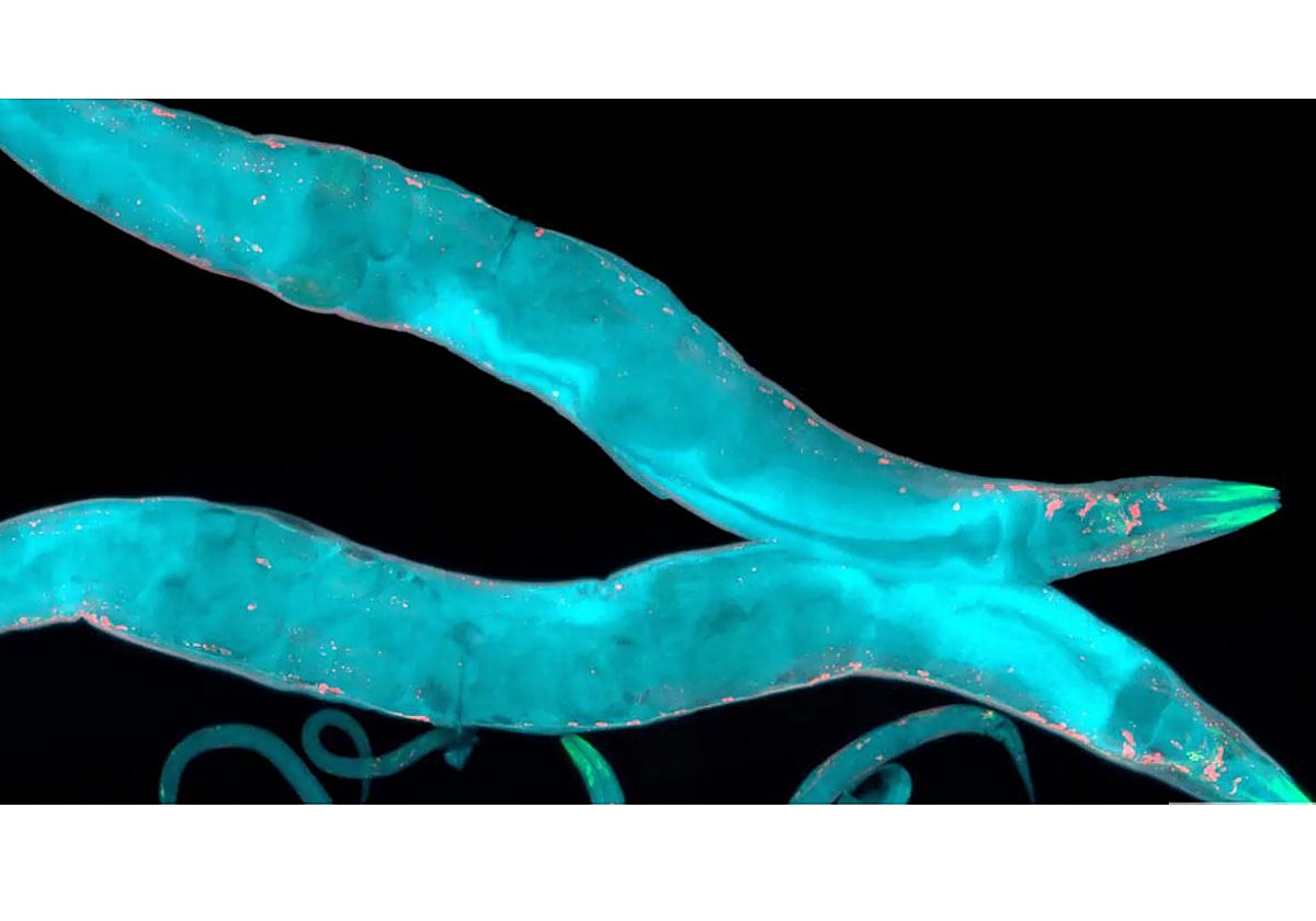 El nematodo Caenorhabditis elegans