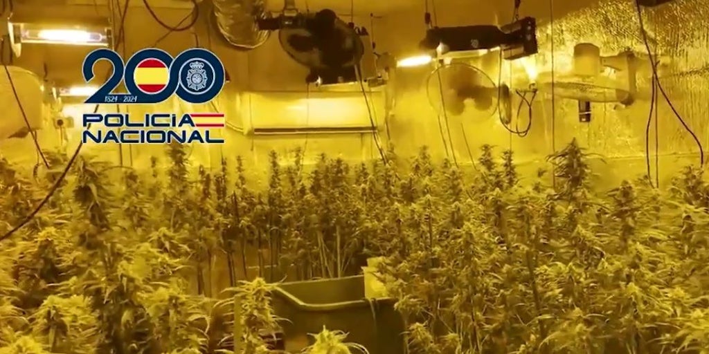 La Policía Nacional desmantela una red de cultivos de marihuana en Toledo e interviene casi 6.000 plantas