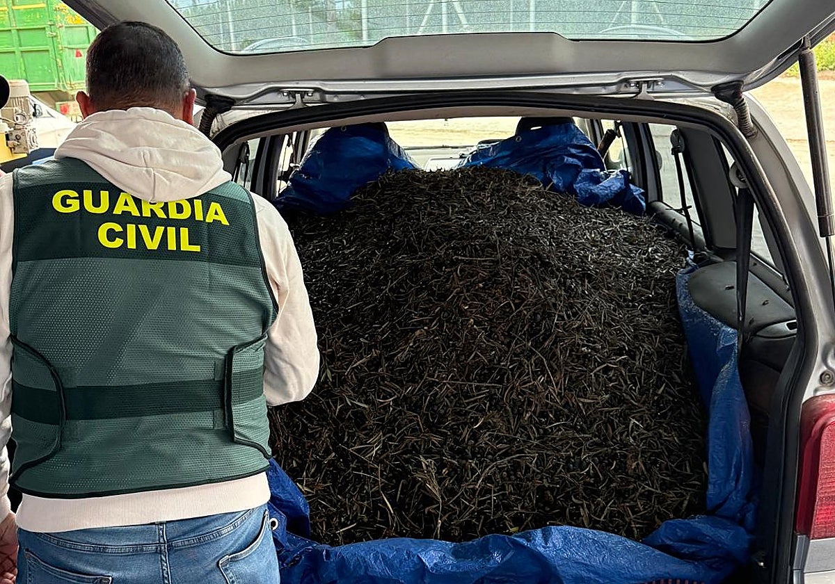 Un agente supervisa aceituna incautada