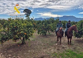 Un detenido y una investigada por vender más de 166.000 kilos de naranja de «dudosa procedencia» en Valencia
