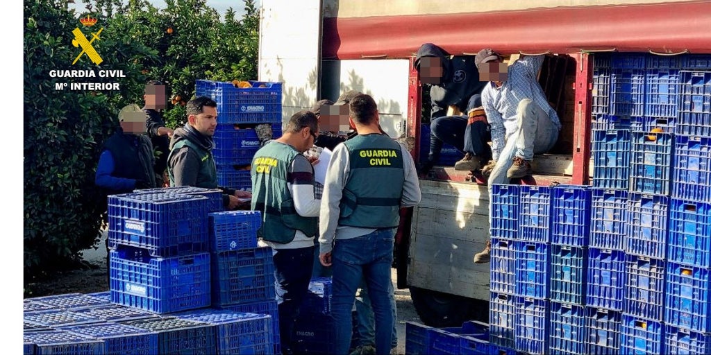 Un detenido y una investigada por vender más de 166.000 kilos de naranja de «dudosa procedencia» en Valencia