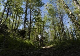 La región celebra el Día de los Bosques con actividades gratuitas y de sensibilización ambiental