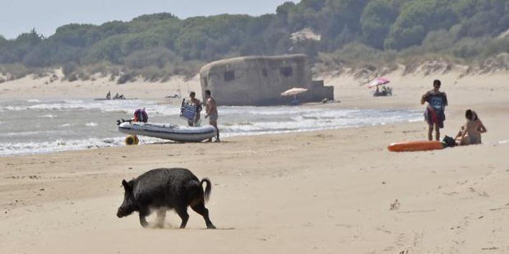 La Generalitat Valenciana amplía el periodo de caza para «incentivarla» ante la proliferación del jabalí y especies invasoras