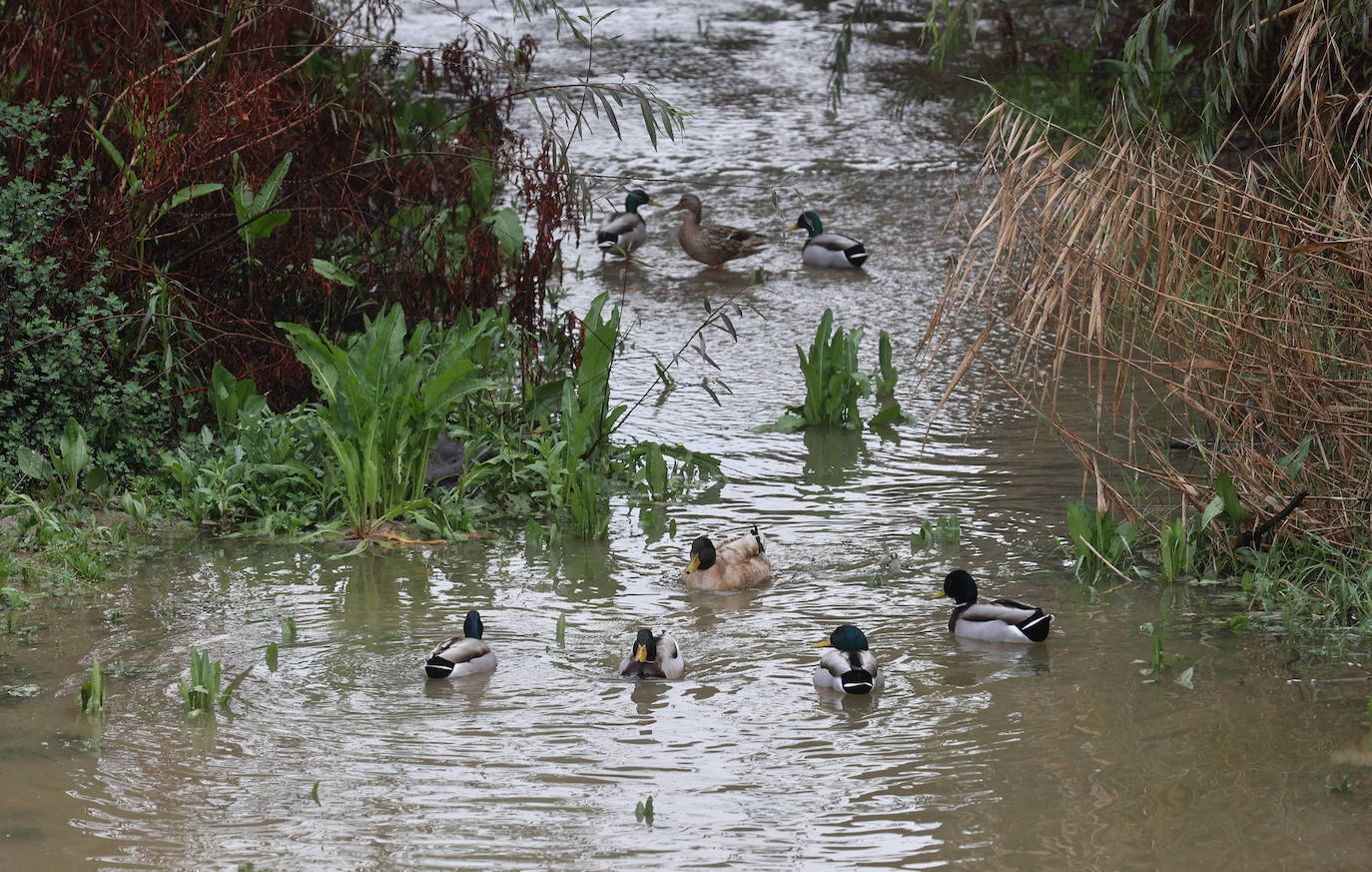 La notable crecida del río Guadalquivir, en imágenes