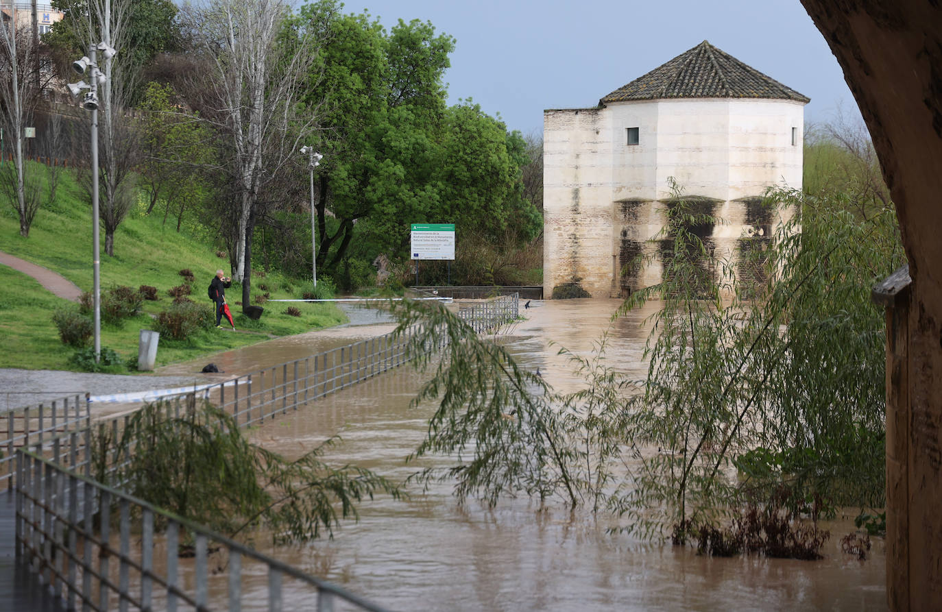 La espectacular subida del nivel del río Guadalquivir, en imágenes