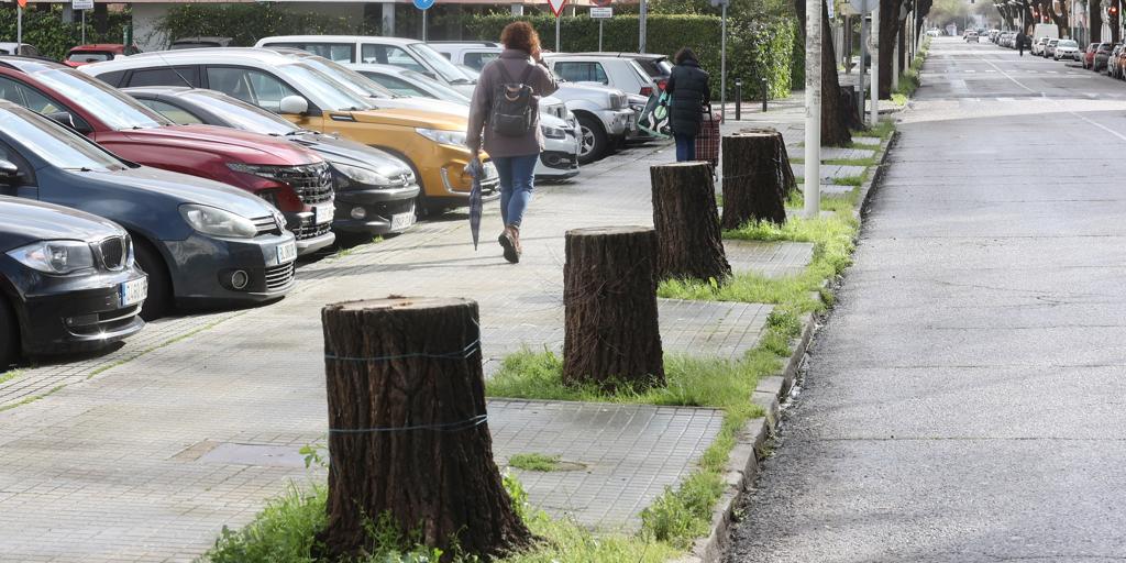 Denuncian una «tala masiva» de 123 olmos en la avenida Virgen Milagrosa de Córdoba