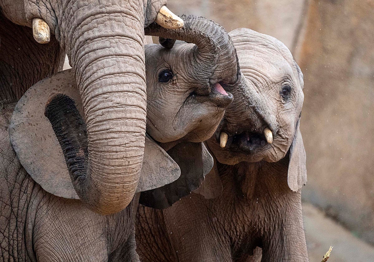 Malik y Makena, las crías de elefante de Bioparc Valencia