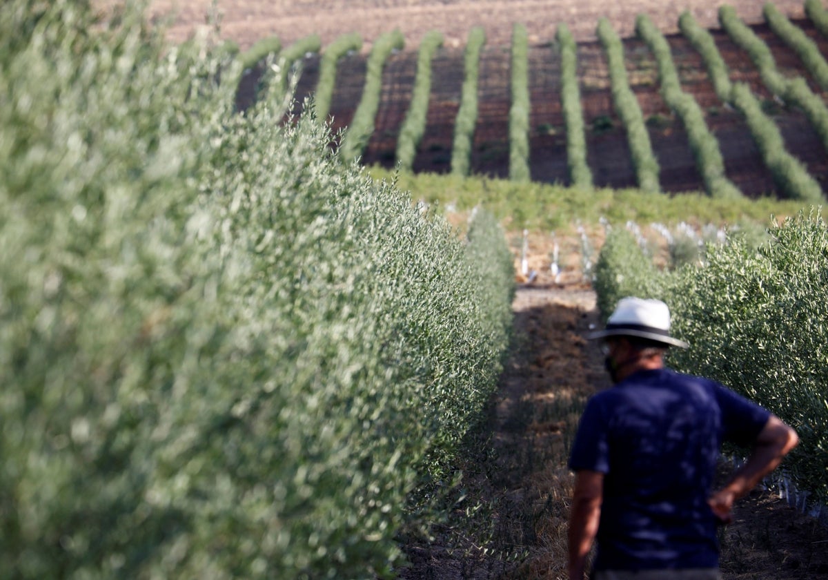 Una personas en un campo de olivos