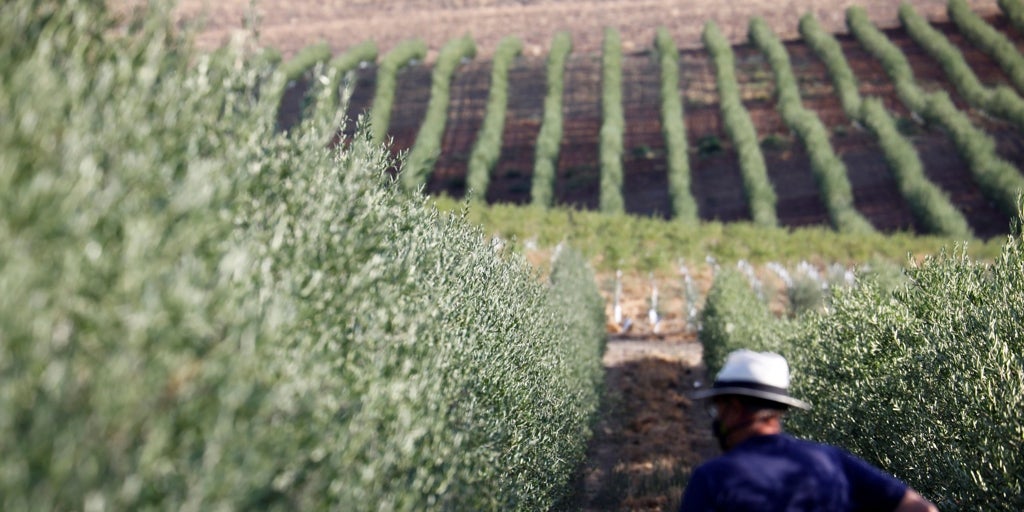 La Junta de Andalucía abona 244 millones de la PAC a 37.000 productores de Córdoba