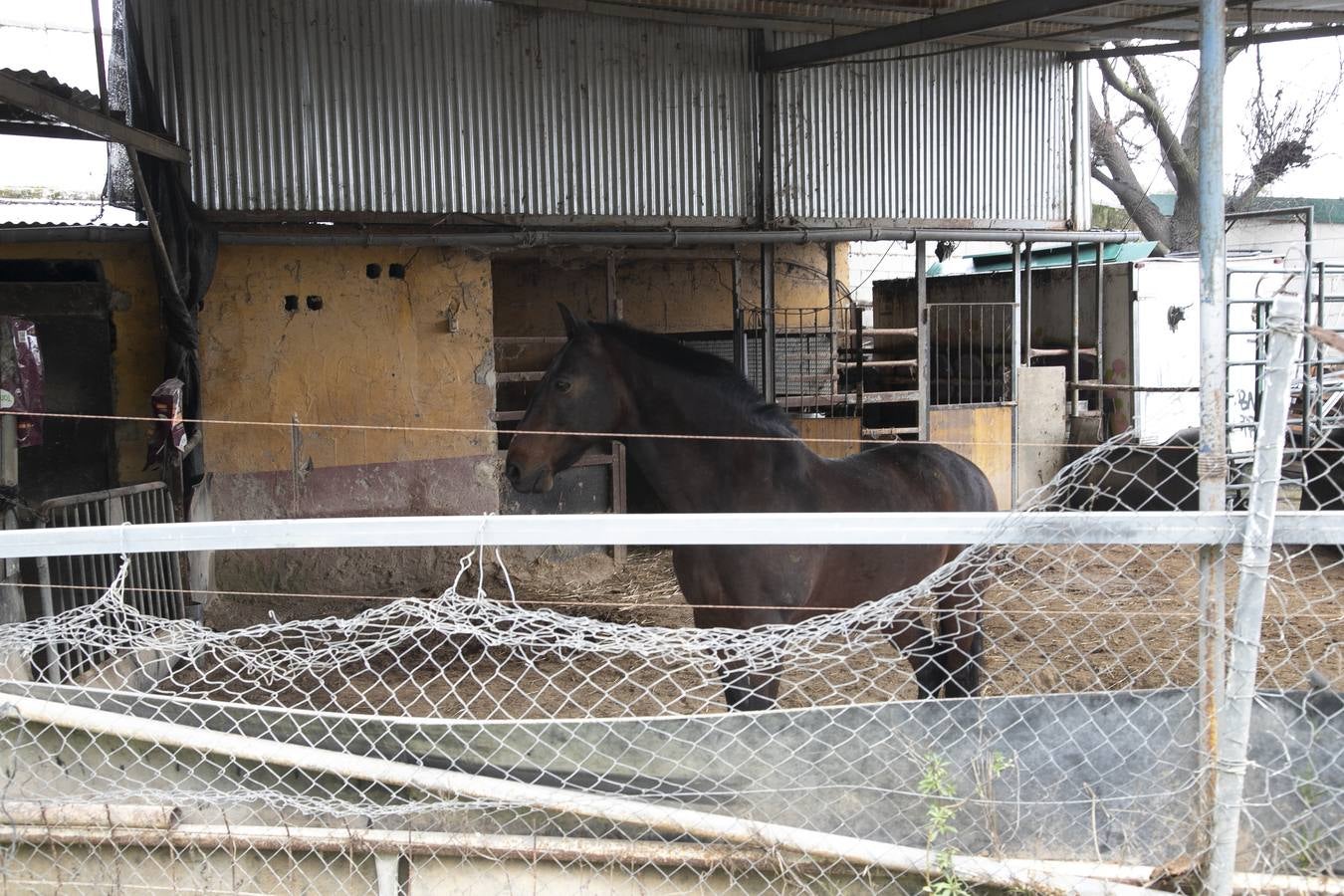 Inquietud y tensión en las parcelas más cercanas al río en Córdoba