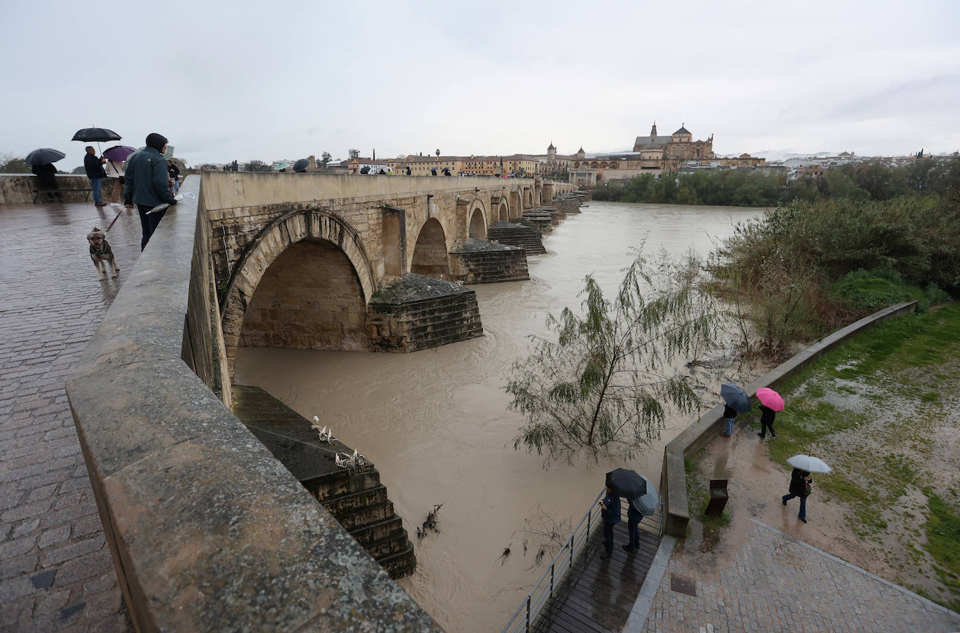 El impetuoso cauce del río Guadalquivir a su paso por Córdoba, en imágenes