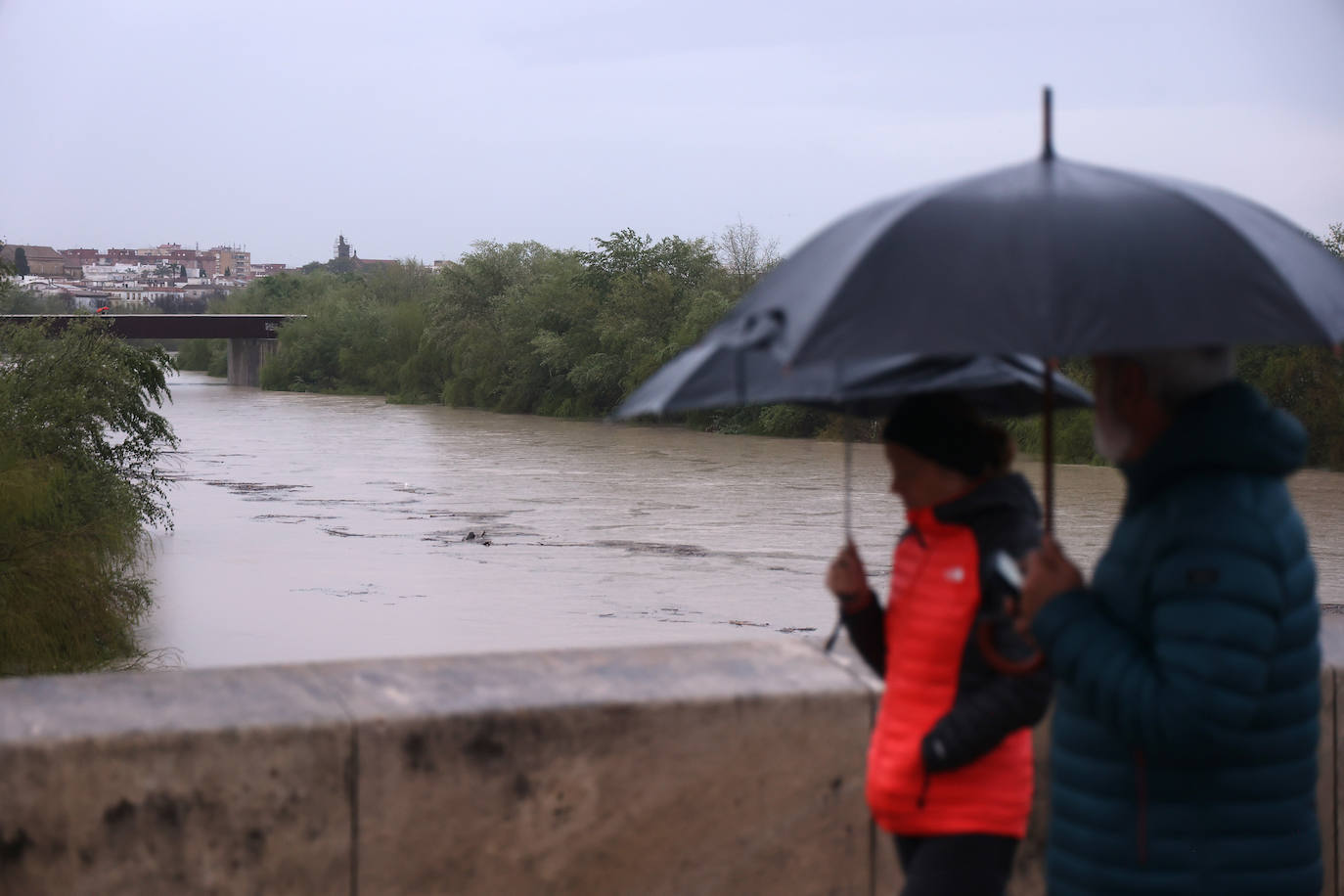 El impetuoso cauce del río Guadalquivir a su paso por Córdoba, en imágenes