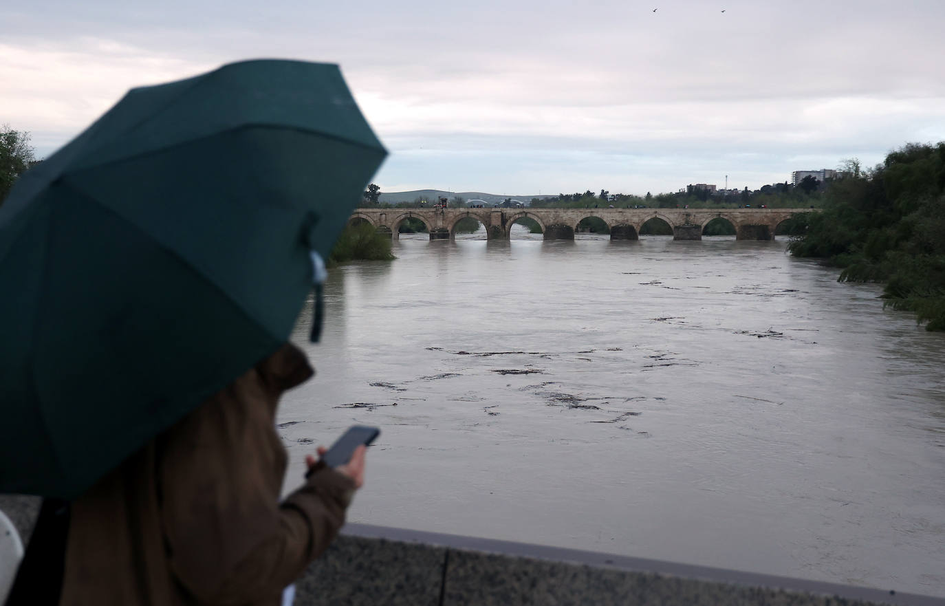El impetuoso cauce del río Guadalquivir a su paso por Córdoba, en imágenes
