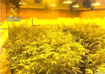 Cae un grupo criminal que traficaba con más de 10.000 plantas de marihuana en Madrid