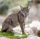 Un ejemplar de lince ibérico