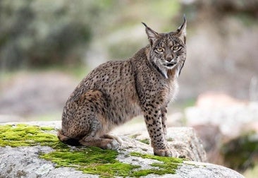 Un ejemplar de lince ibérico