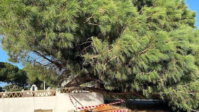 Árbol de gran porte caído en El Rompido