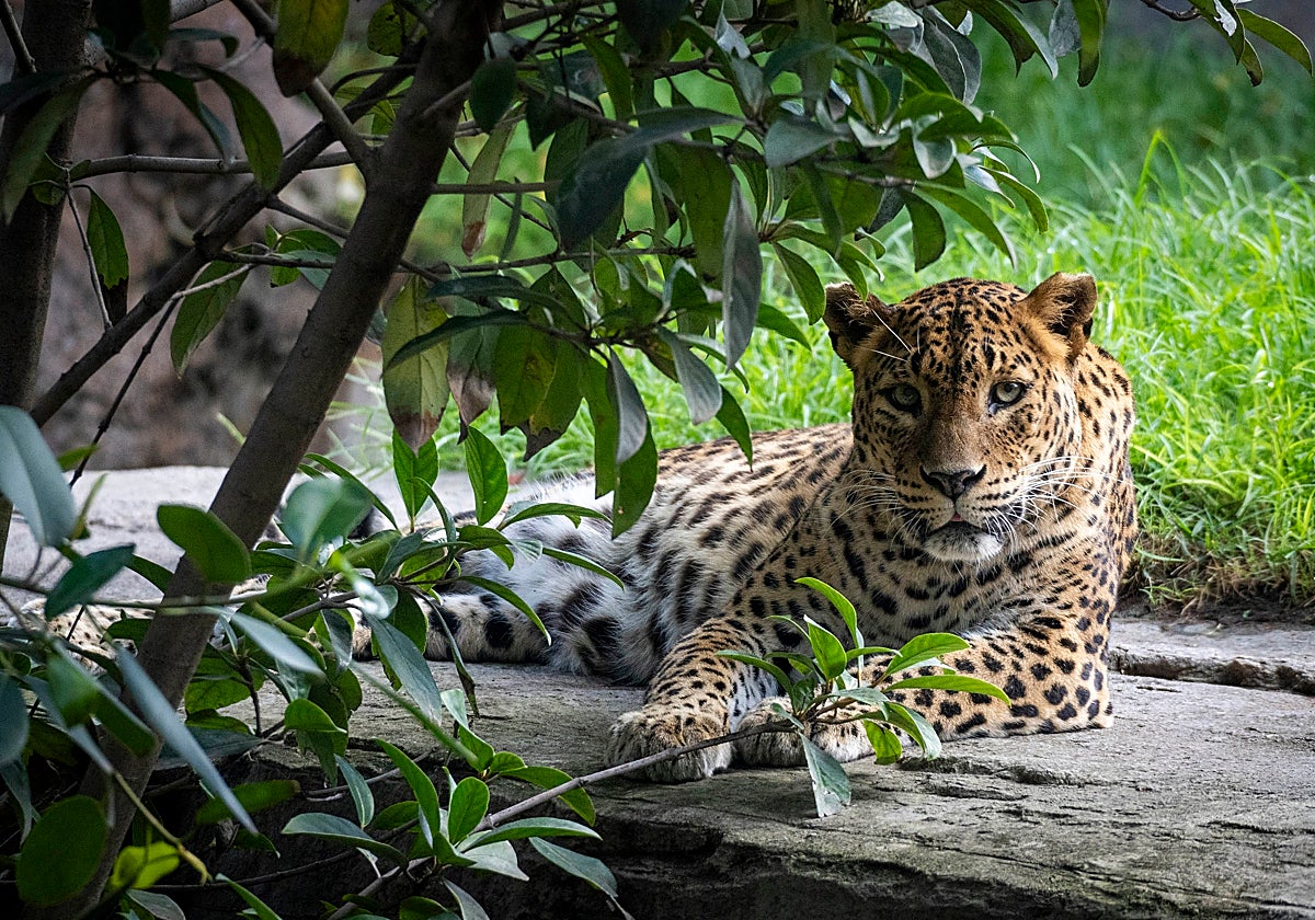 La hembra de leopardo Inés en Bioparc Valencia