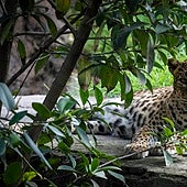 Muere Inés, la preciosa y querida leoparda de Bioparc Valencia