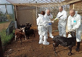 Robos de ganado y maltrato animal en una finca de Tarragona